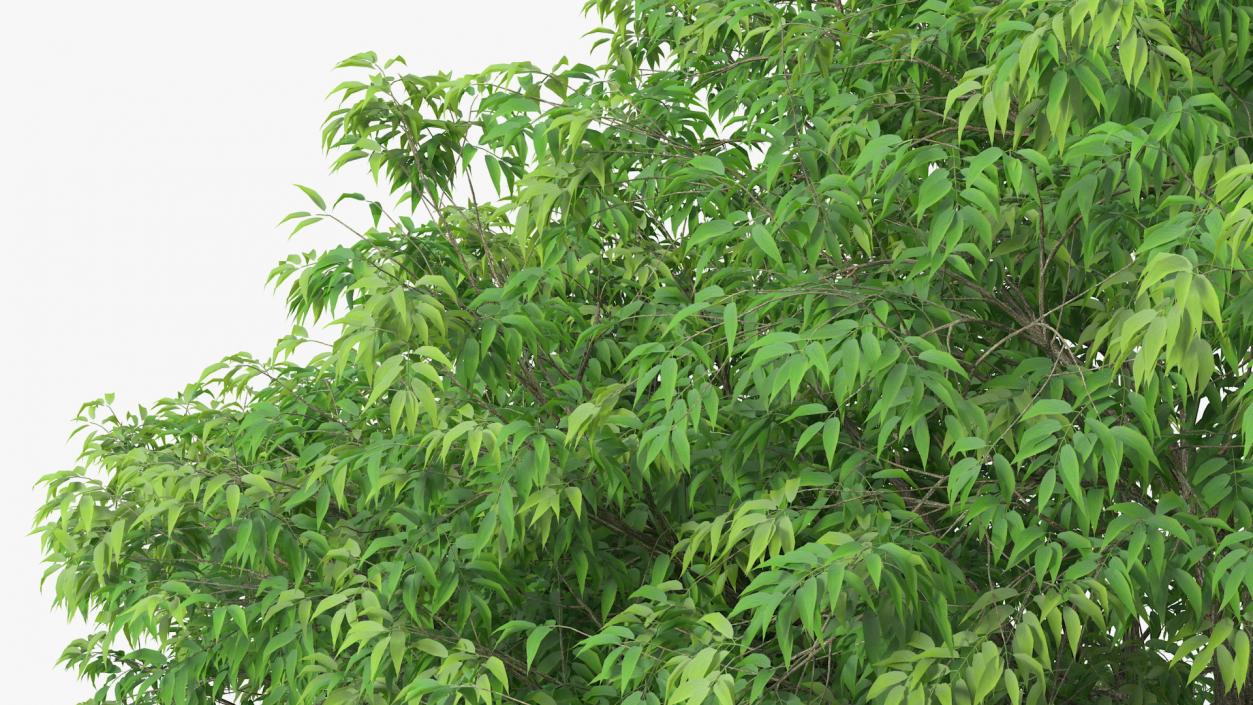 American Elderberry Tree 3D model