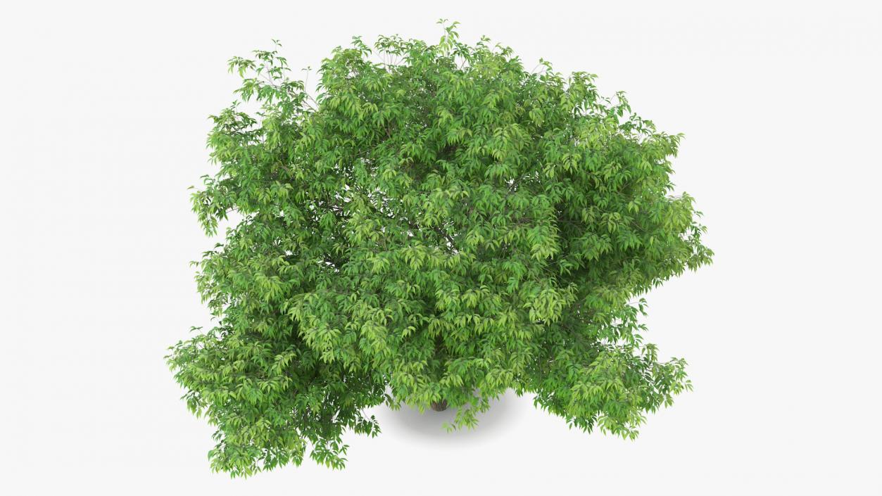 American Elderberry Tree 3D model