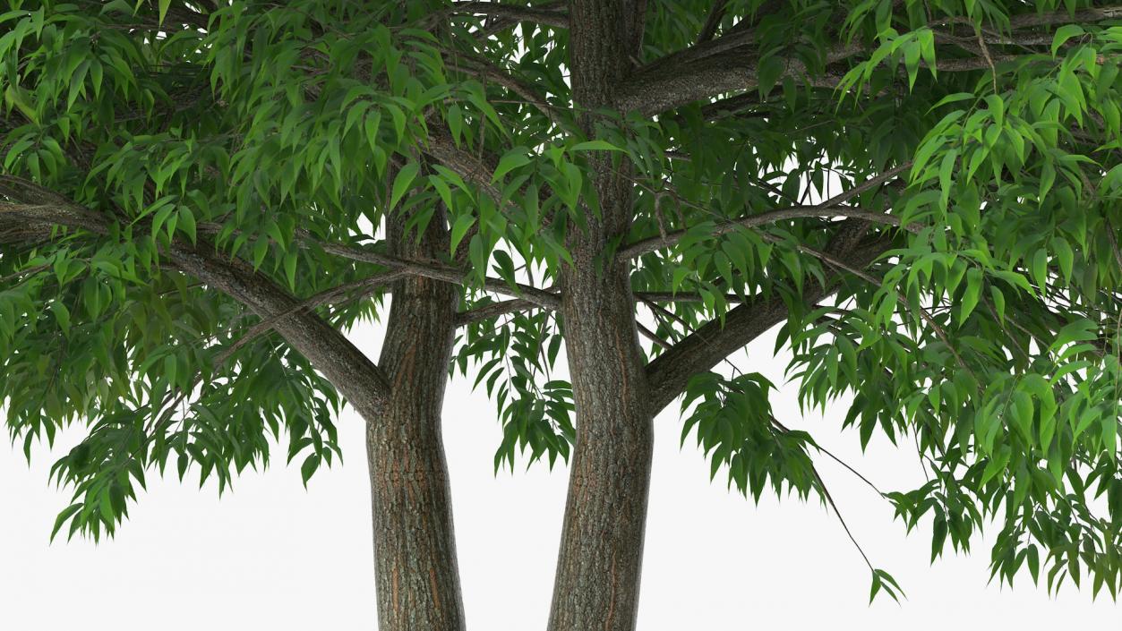 American Elderberry Tree 3D model