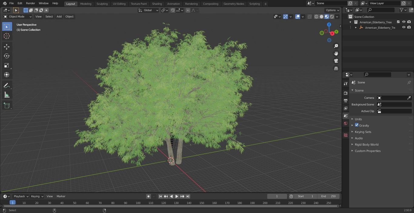 American Elderberry Tree 3D model