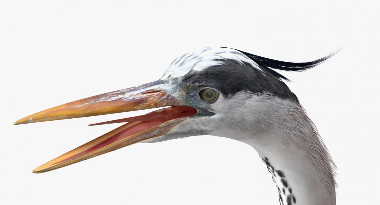 3D Great Blue Heron Eating Pose model