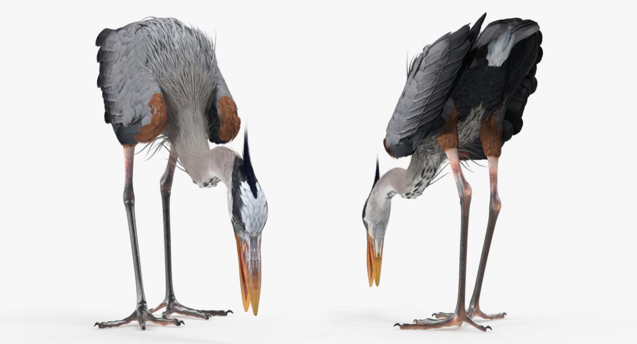 3D Great Blue Heron Eating Pose model