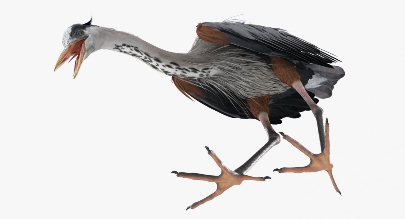 3D Great Blue Heron Eating Pose model