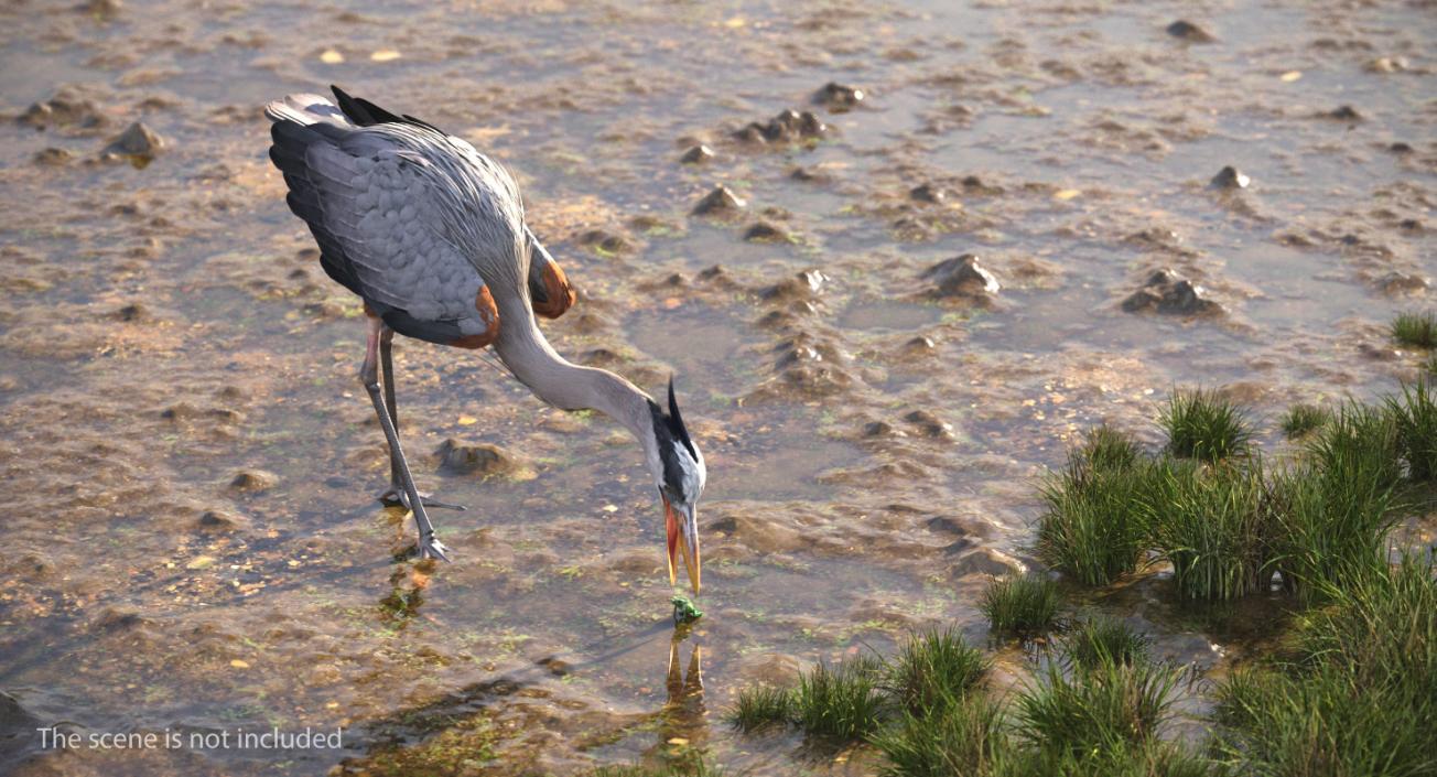 3D Great Blue Heron Eating Pose model