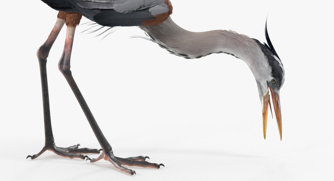 3D Great Blue Heron Eating Pose model