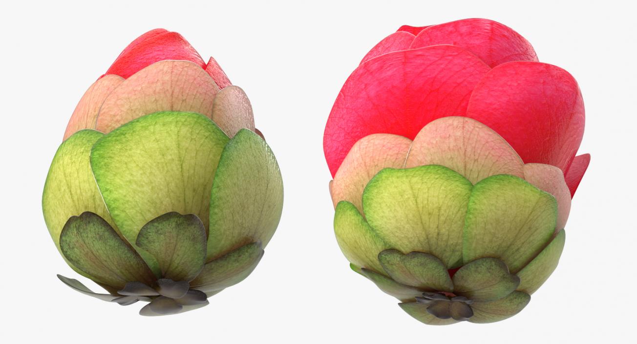 3D Bud Blossom Evolution