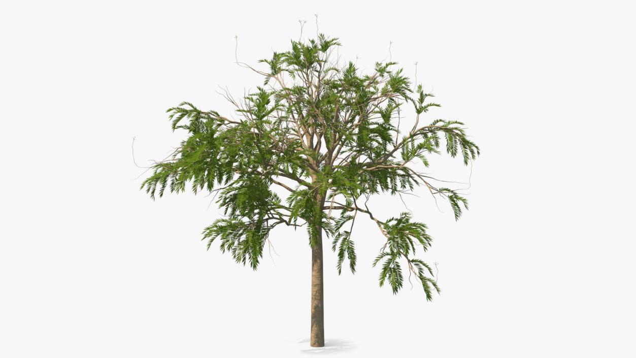 3D model Summer Trees Collection 7