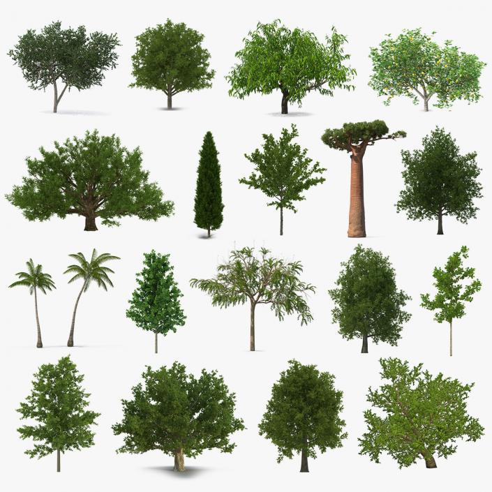 3D model Summer Trees Collection 7