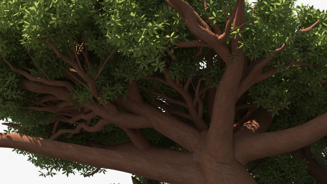 3D model Summer Trees Collection 7