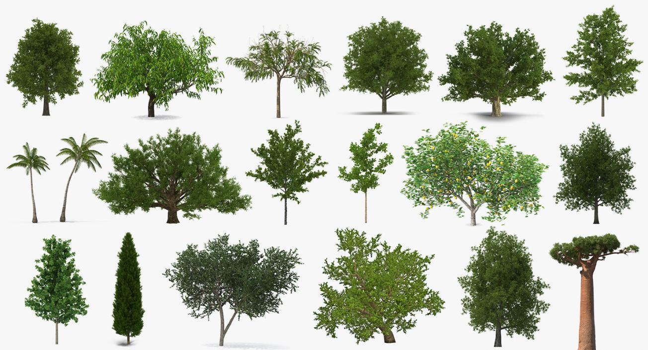 3D model Summer Trees Collection 7