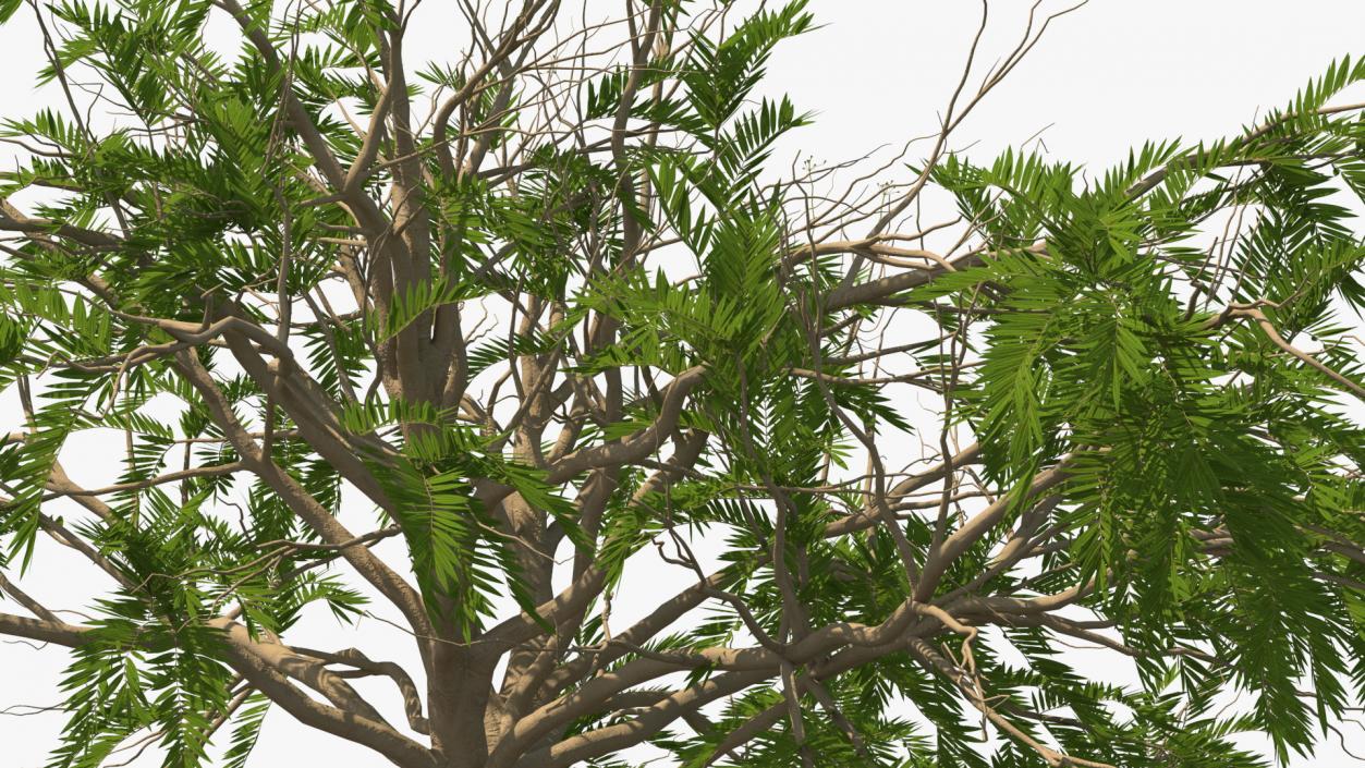 3D model Summer Trees Collection 7