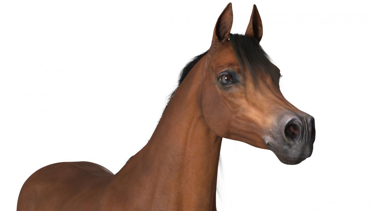 3D model Arabian Horse Brown Fur Rigged