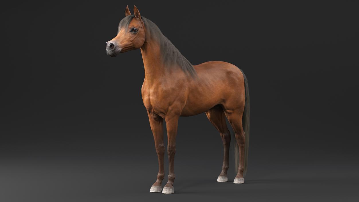 3D model Arabian Horse Brown Fur Rigged