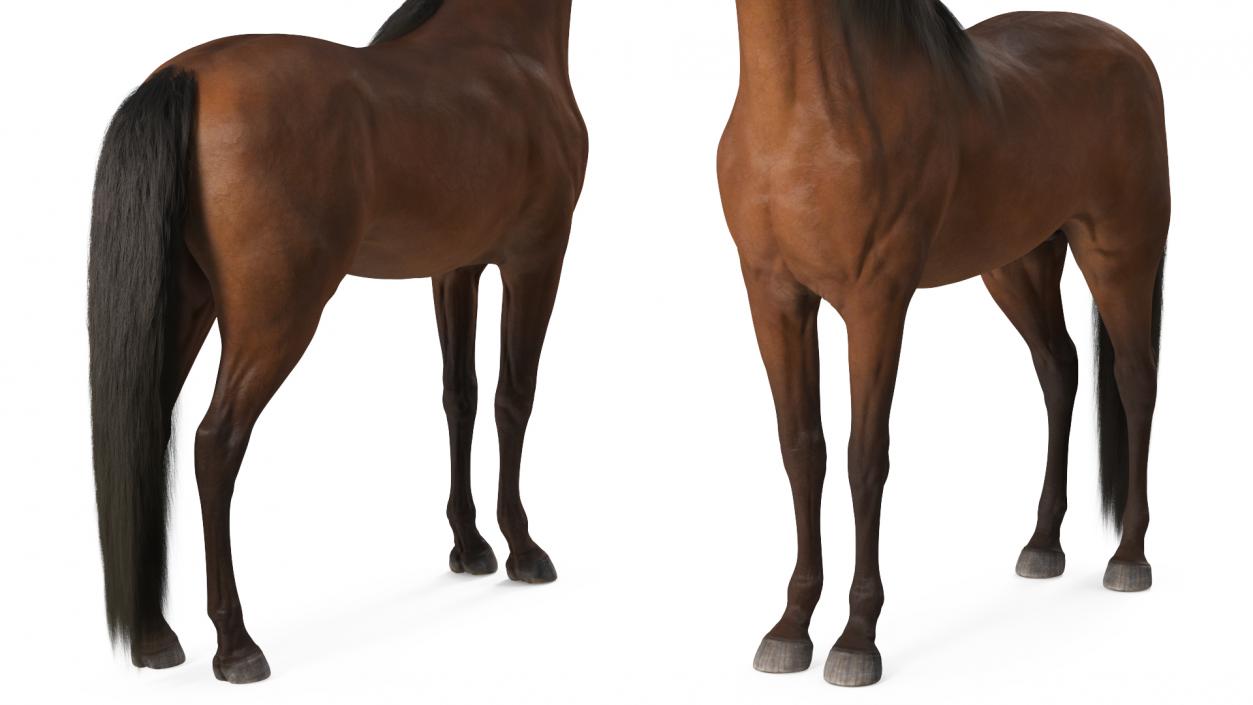 3D model Arabian Horse Brown Fur Rigged