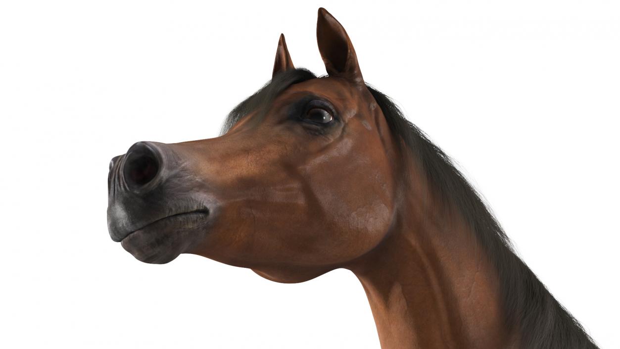 3D model Arabian Horse Brown Fur Rigged