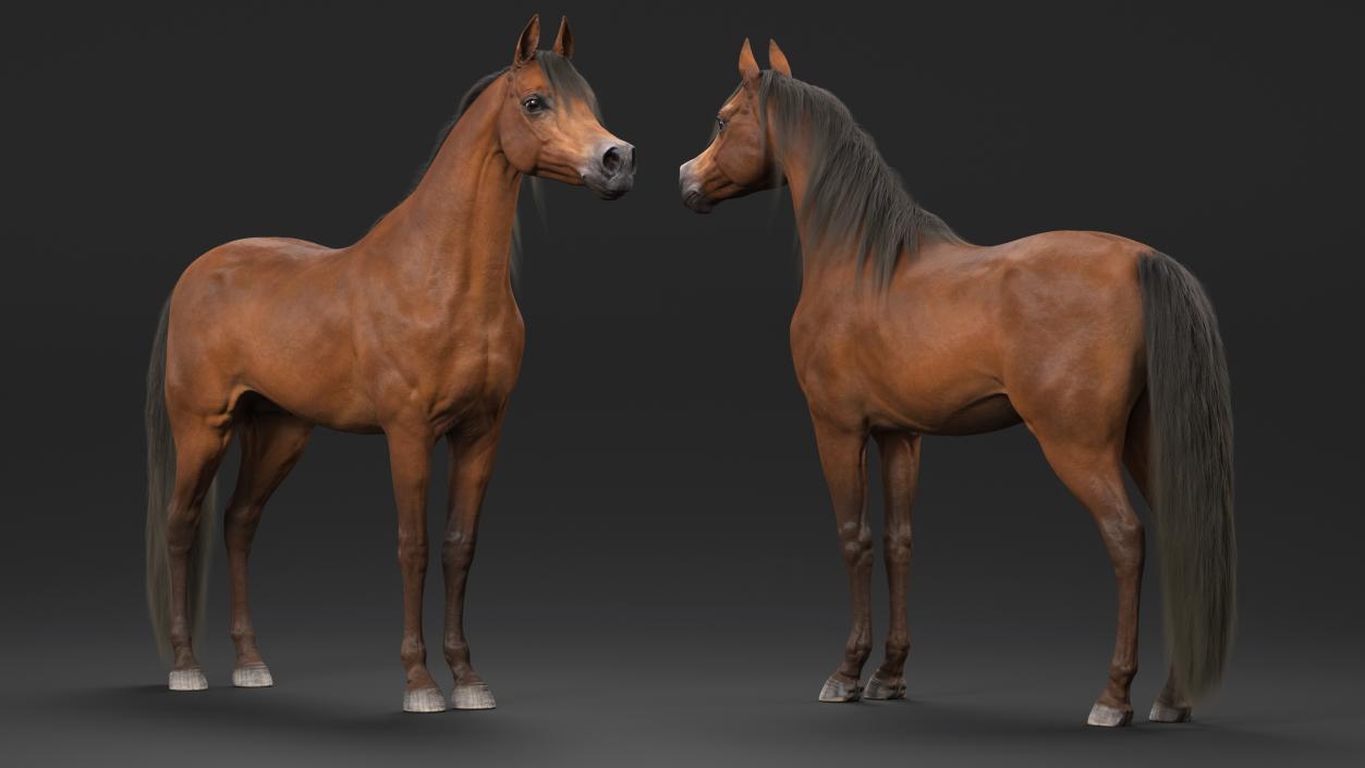 3D model Arabian Horse Brown Fur Rigged