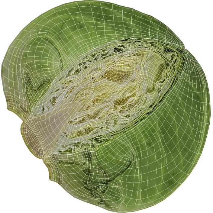 3D Sweetheart Cabbage Half model