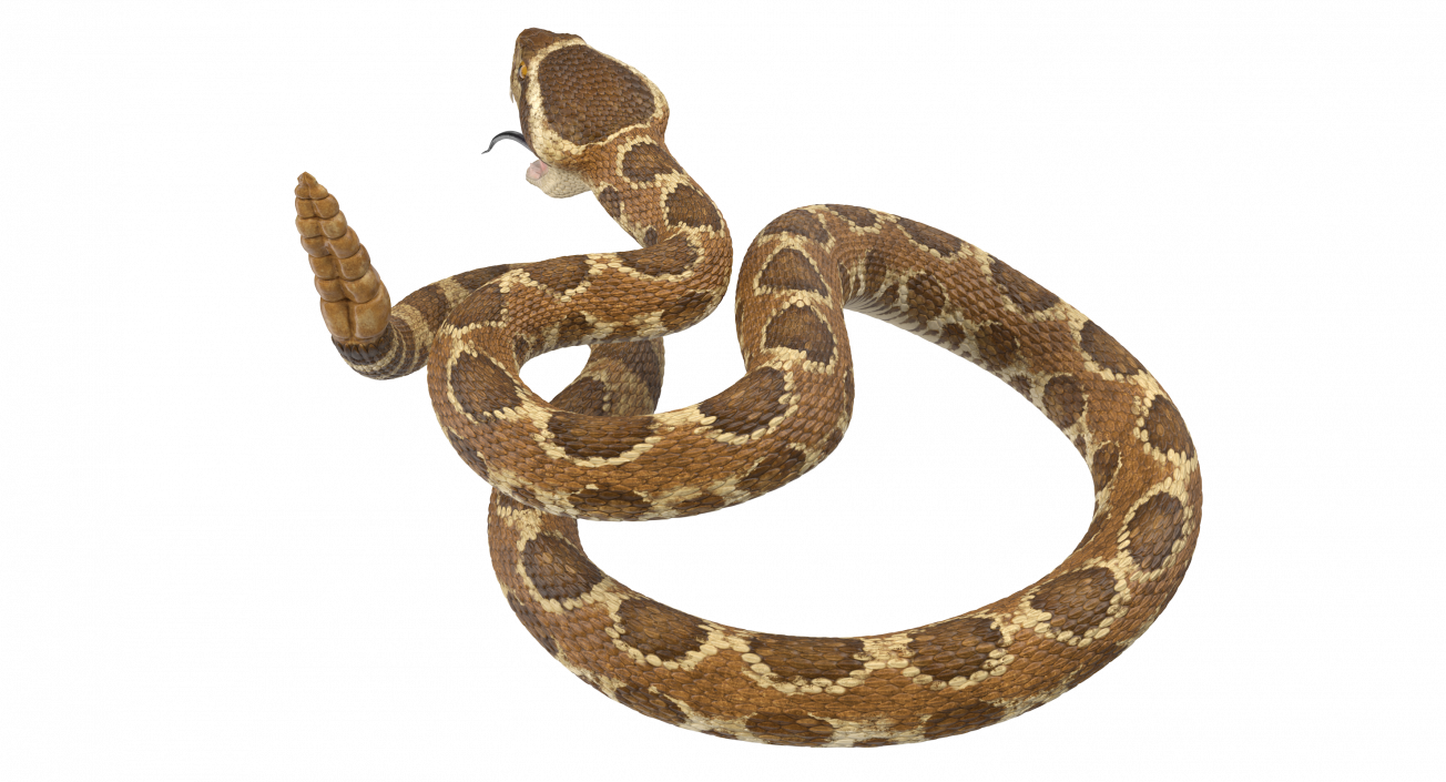 Light Rattlesnake Attack Pose 3D model