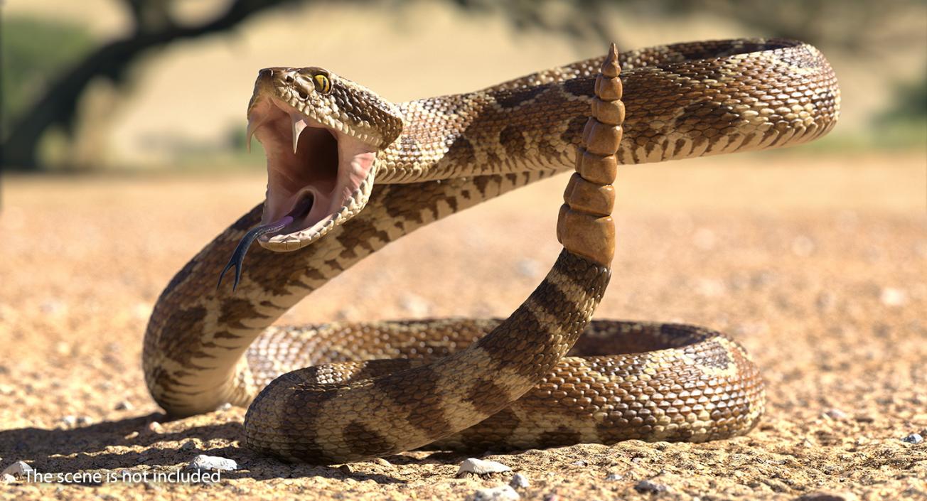 Light Rattlesnake Attack Pose 3D model