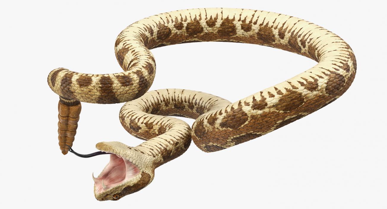 Light Rattlesnake Attack Pose 3D model