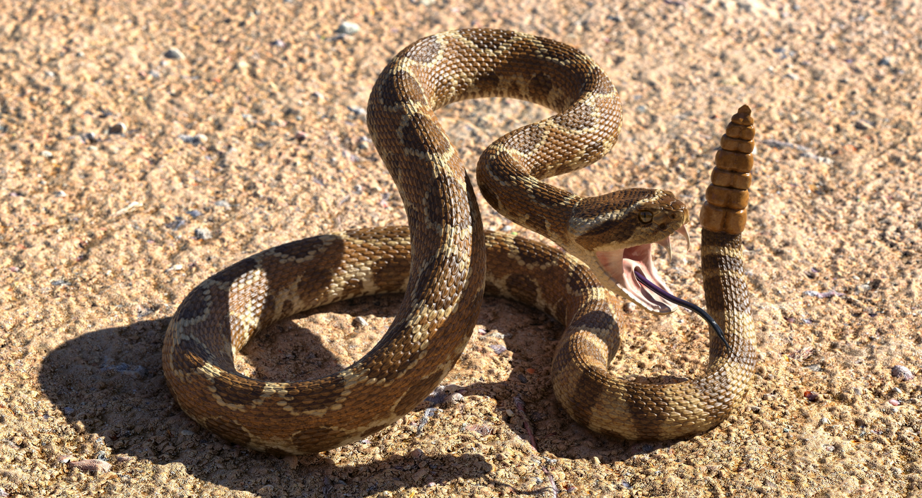 Light Rattlesnake Attack Pose 3D model