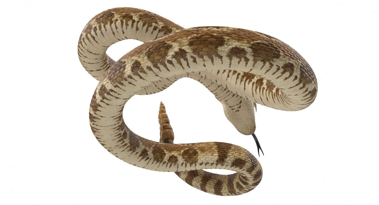 Light Rattlesnake Attack Pose 3D model