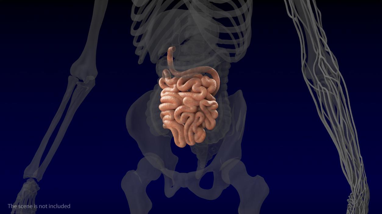 Human Small Intestines and Colon 3D