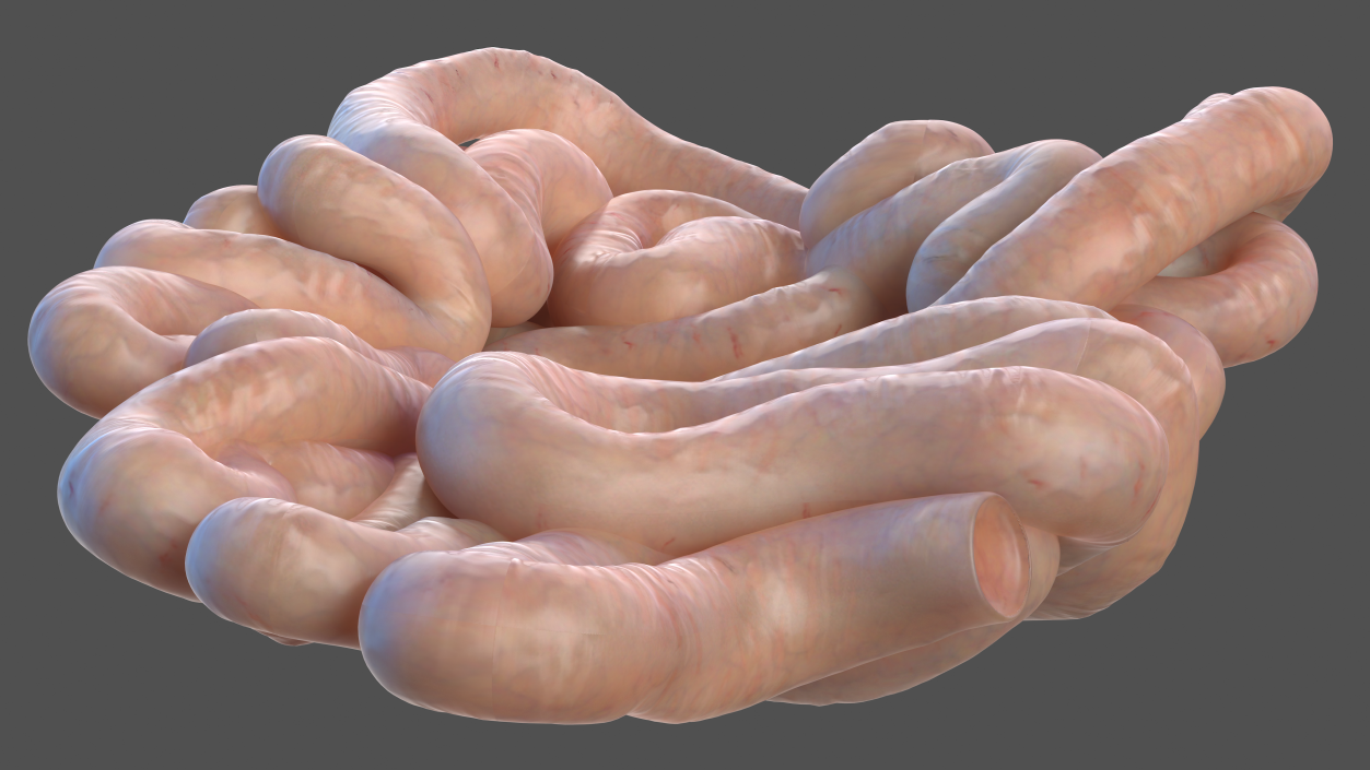 Human Small Intestines and Colon 3D