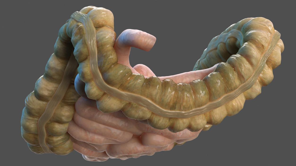 Human Small Intestines and Colon 3D