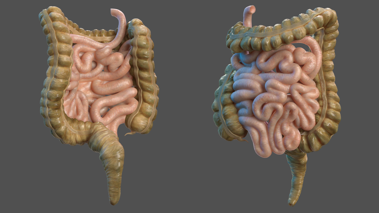 Human Small Intestines and Colon 3D