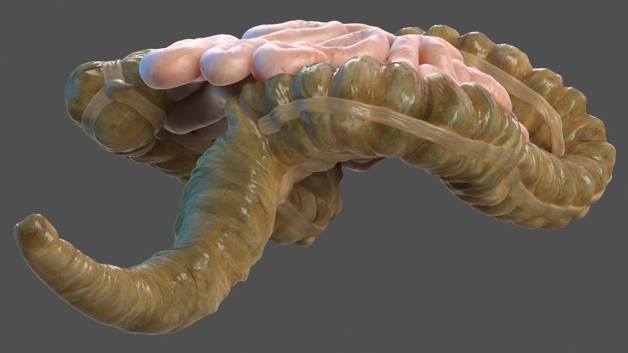 Human Small Intestines and Colon 3D