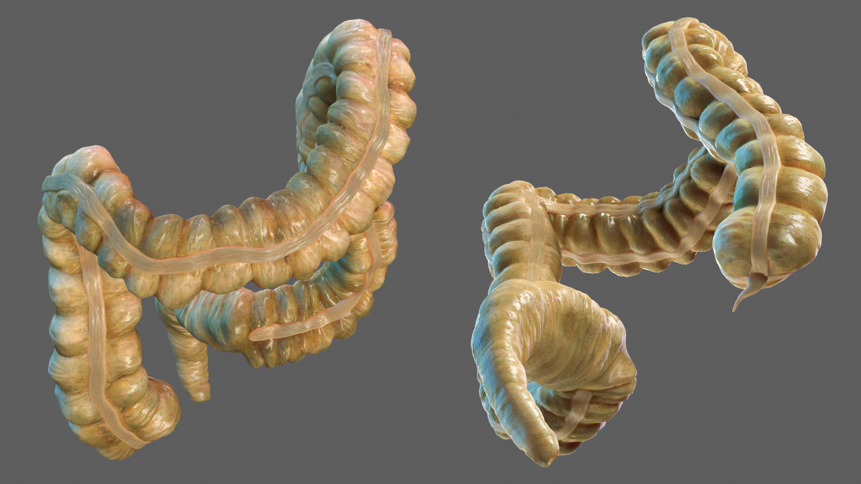 Human Small Intestines and Colon 3D