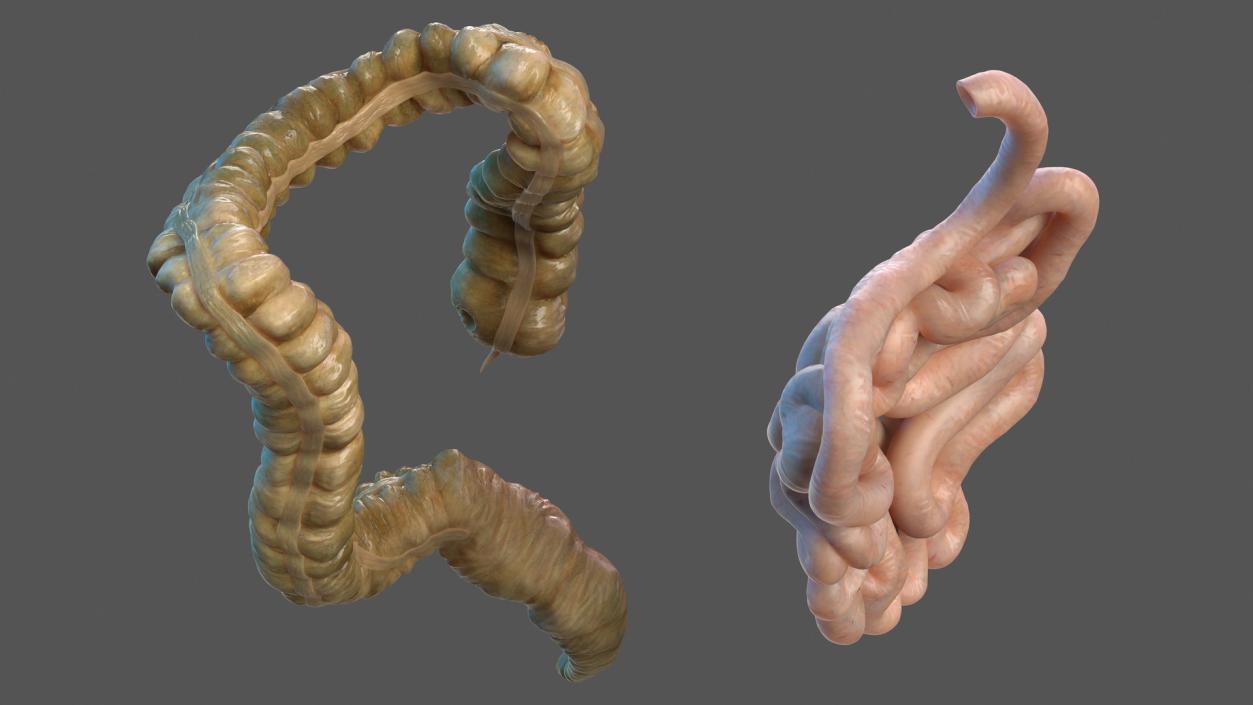 Human Small Intestines and Colon 3D