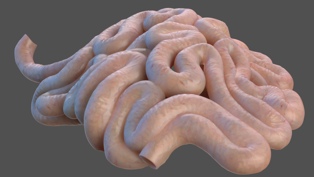 Human Small Intestines and Colon 3D