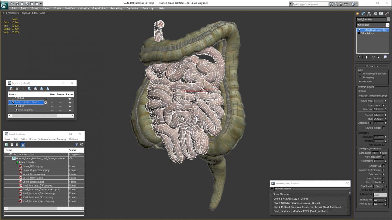 Human Small Intestines and Colon 3D