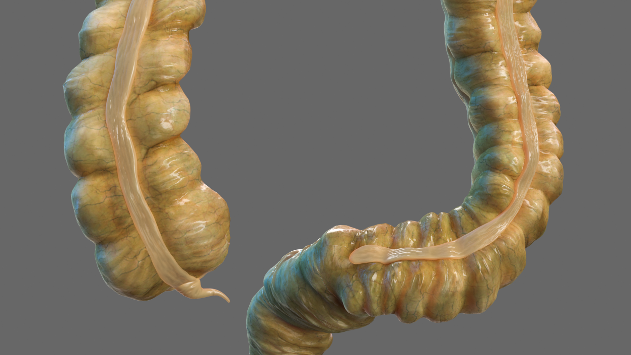 Human Small Intestines and Colon 3D