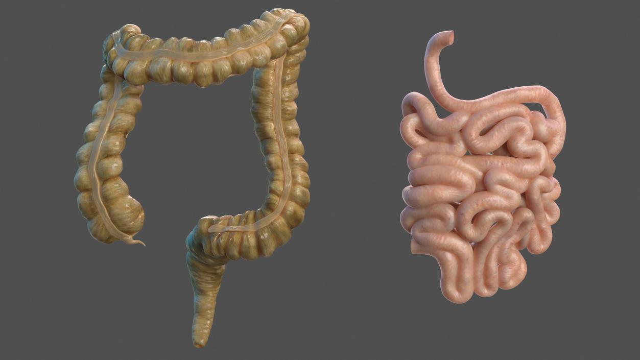 Human Small Intestines and Colon 3D