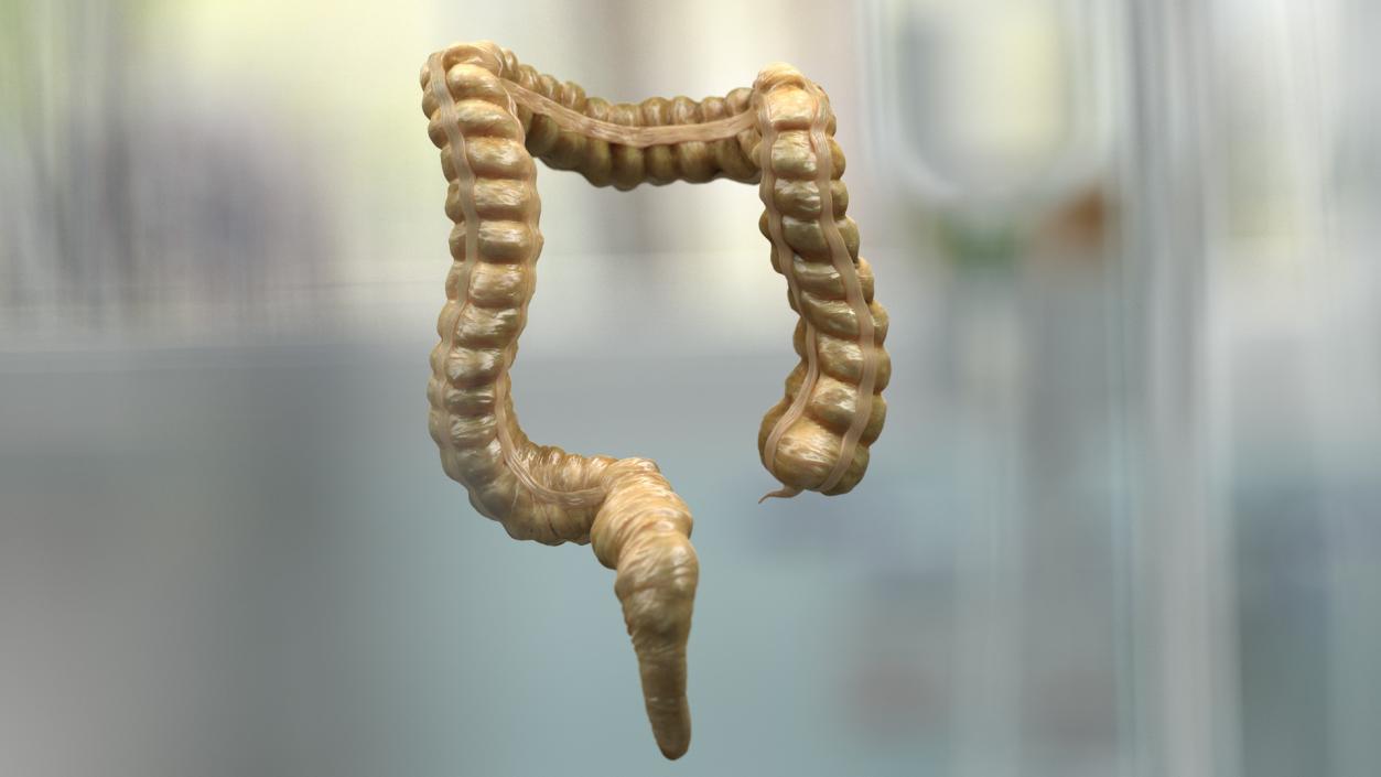 Human Small Intestines and Colon 3D