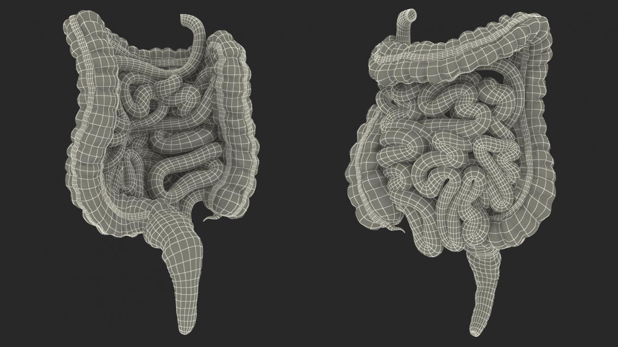 Human Small Intestines and Colon 3D