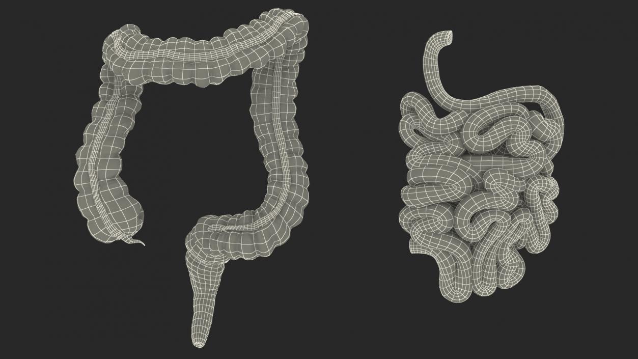 Human Small Intestines and Colon 3D