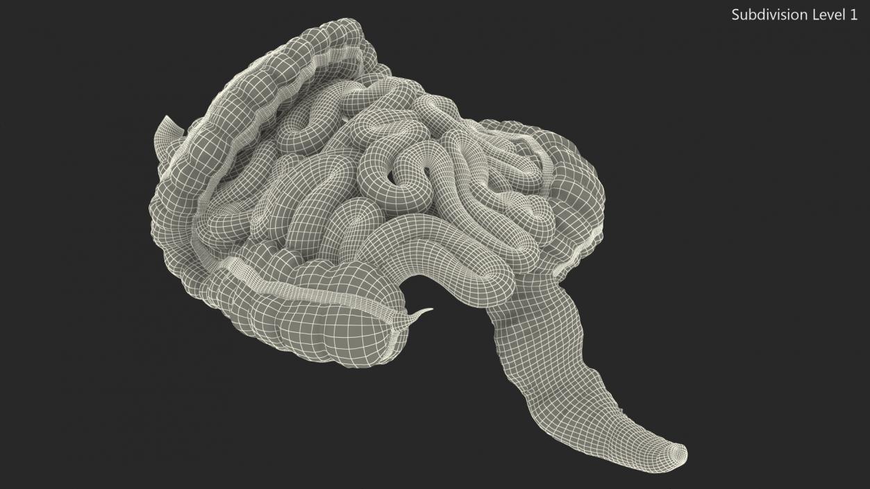 Human Small Intestines and Colon 3D