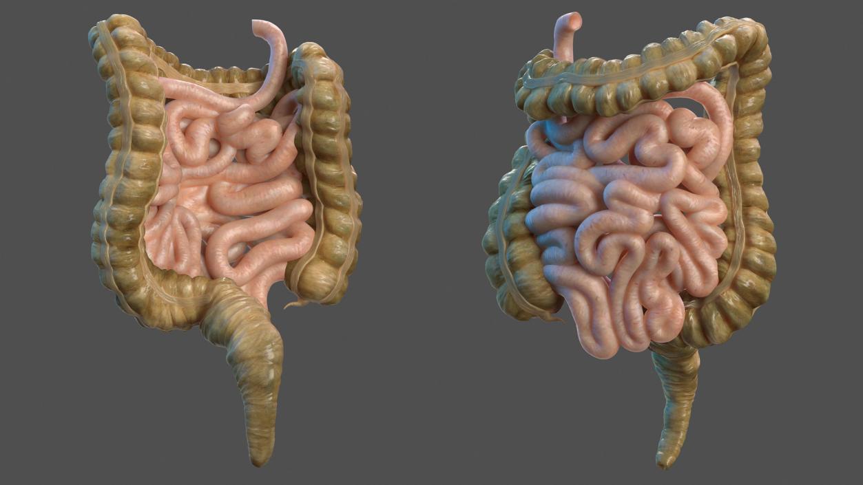 Human Small Intestines and Colon 3D