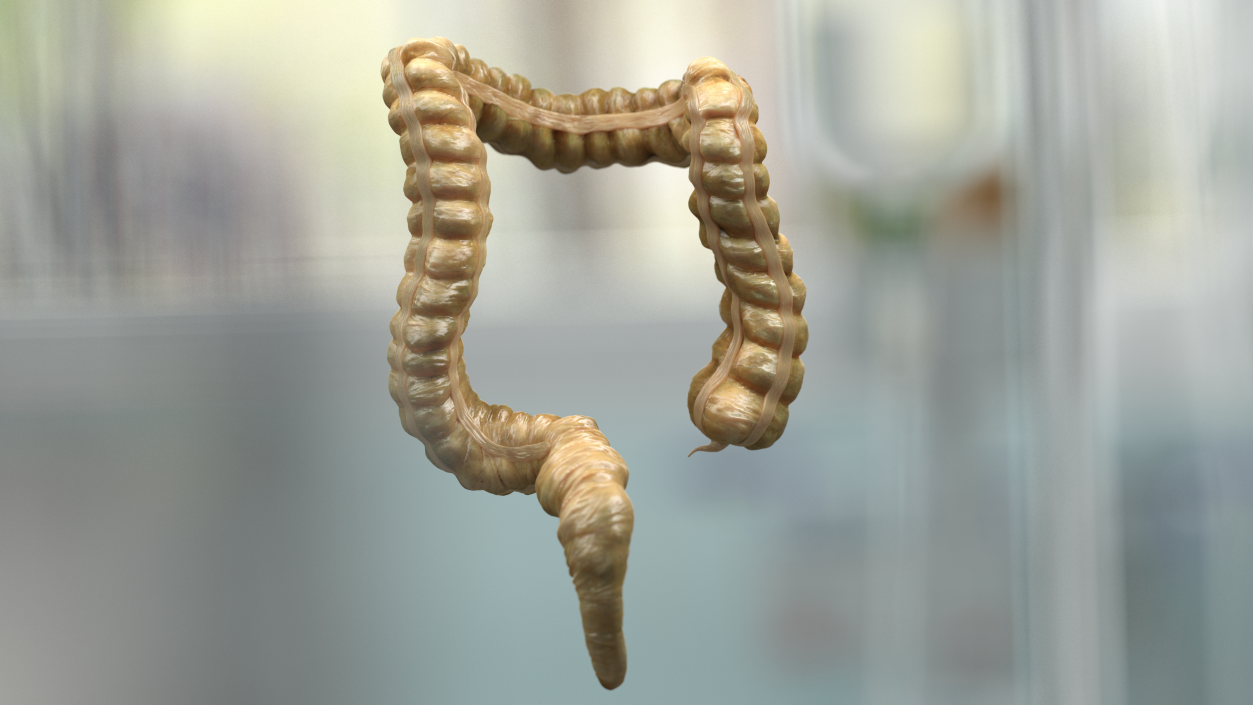 Human Small Intestines and Colon 3D