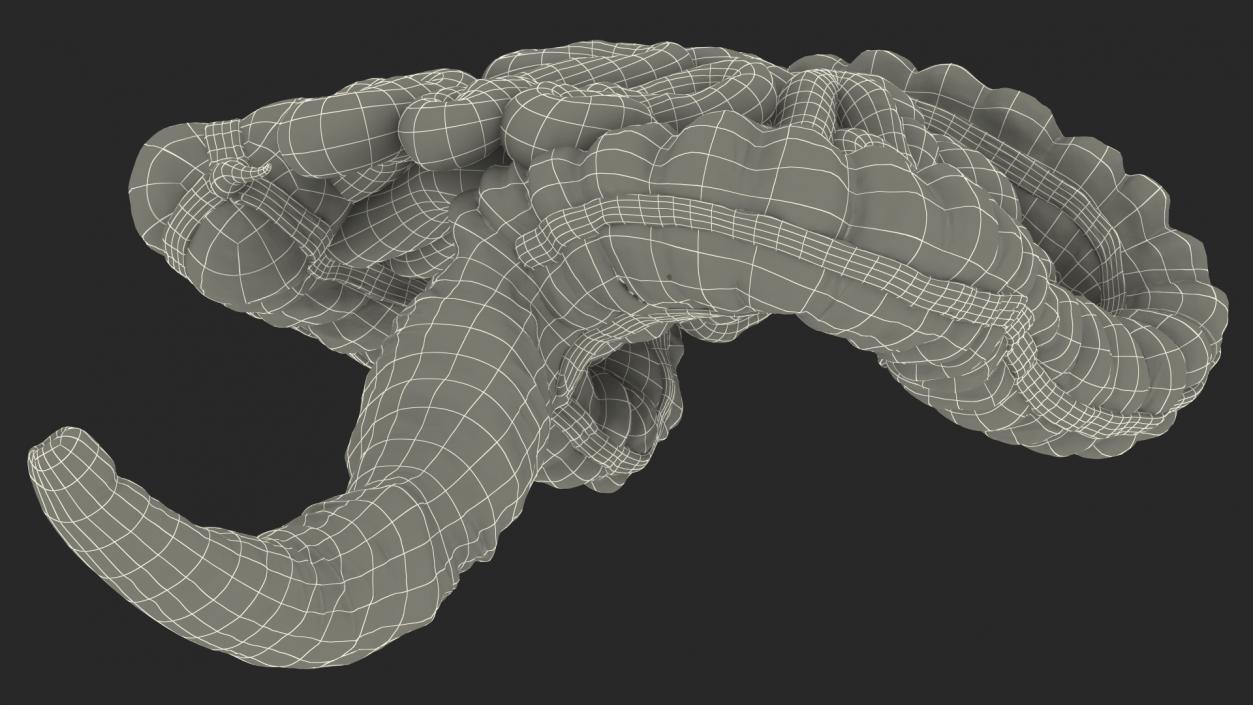 Human Small Intestines and Colon 3D