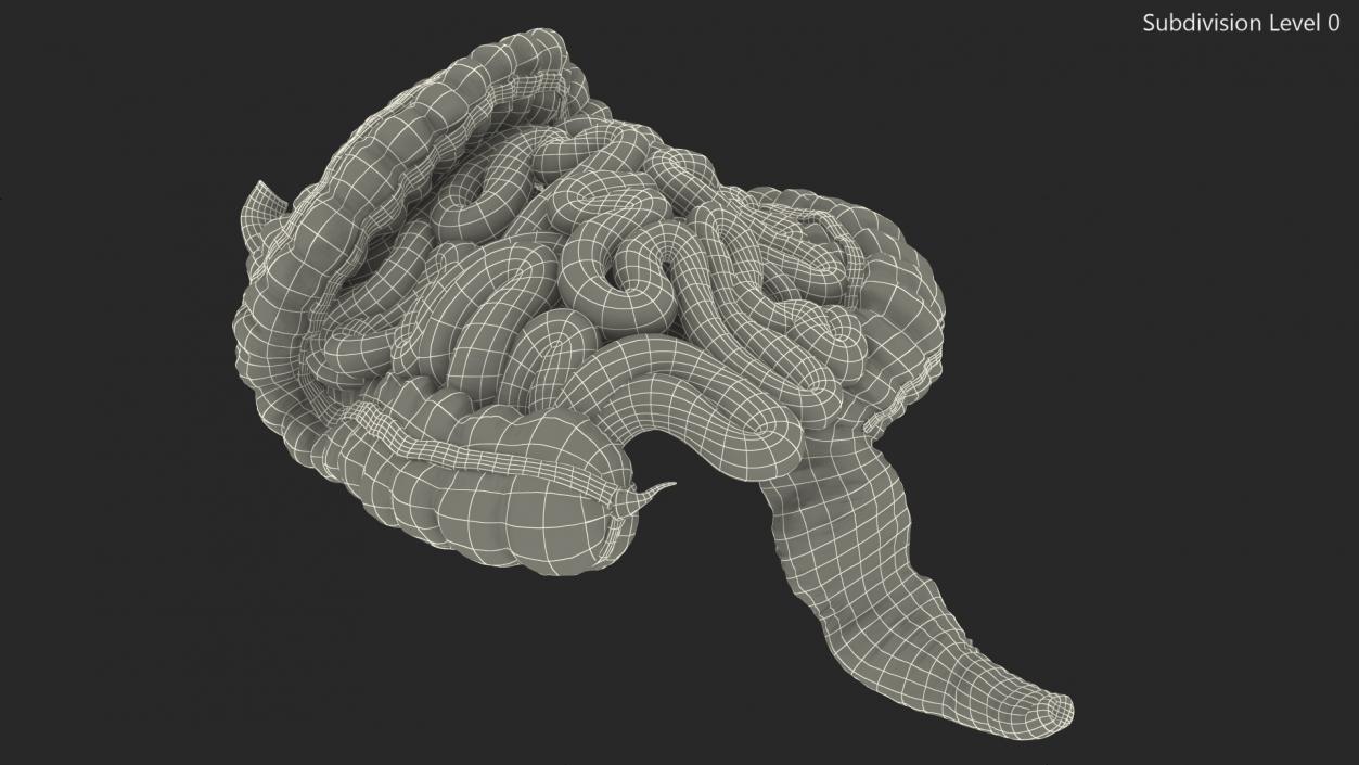 Human Small Intestines and Colon 3D