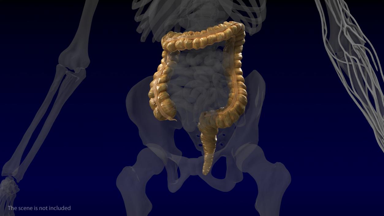 Human Small Intestines and Colon 3D