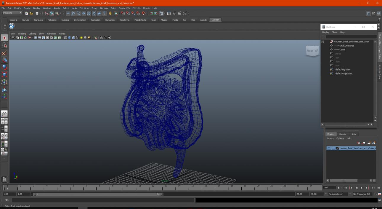 Human Small Intestines and Colon 3D