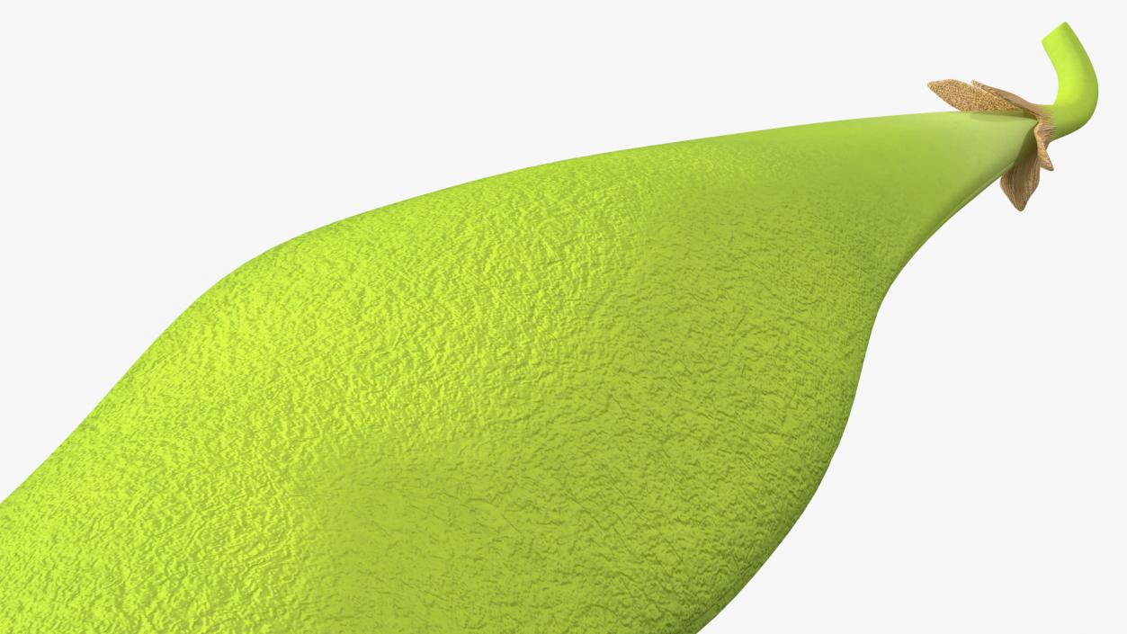 Green Soybean Pod 3D