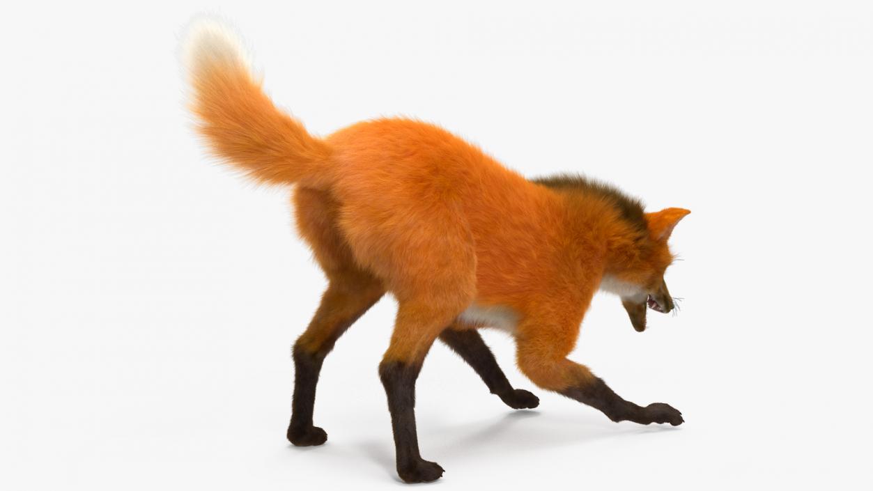 3D Maned Wolf Eating Pose Fur