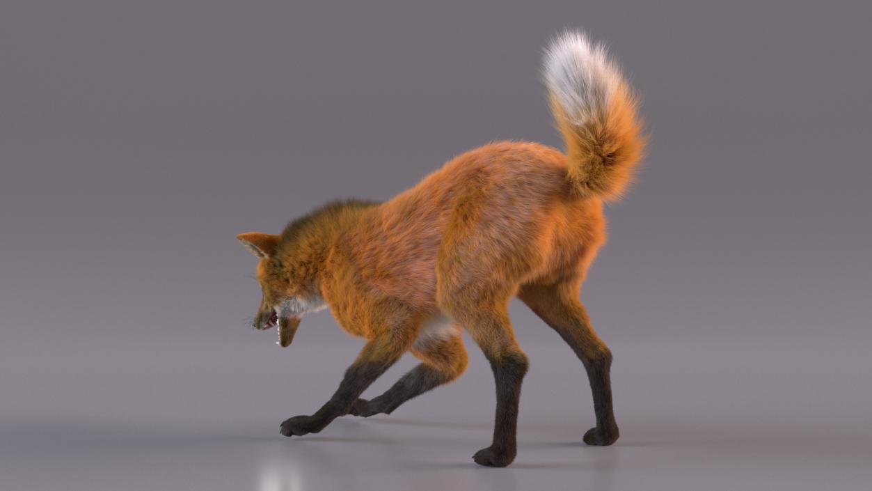 3D Maned Wolf Eating Pose Fur